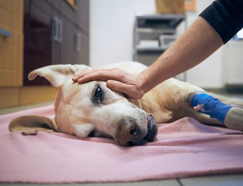 How to prepare for an in home euthanasia?