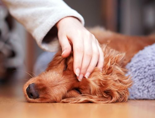 Understanding the Quality of Life Scale: Knowing When It’s Time to Say Goodbye to Your Pet