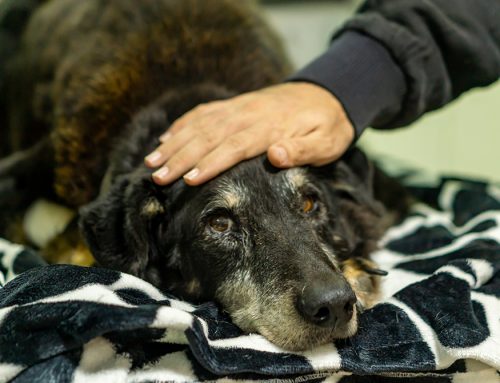 The Benefits of In-Home Pet Euthanasia vs. Euthanasia in a Veterinary Office