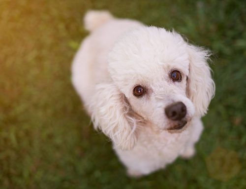 What Is At Home Hospice Care for Small Animals?