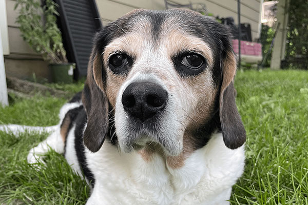 Abby-img