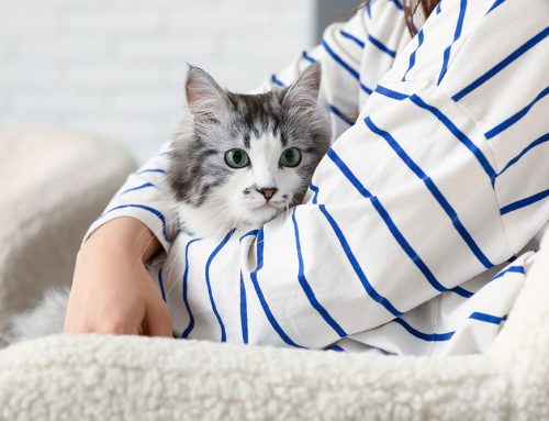 When Is The Best Time To Schedule An At Home Pet Euthanasia Appointment?