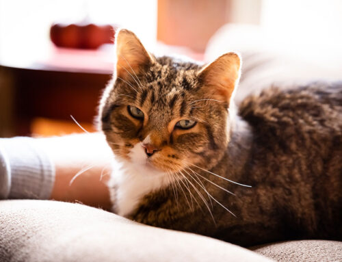 Should My Other Dog or Cat In The Household Be Present for The Euthanasia Process?