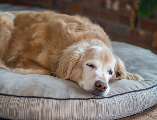 How to Know When It’s Time: Signs Your Pet May Be Ready for Euthanasia